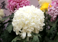 李清照《多丽·咏白菊》词意摄影组图系列之开封龙亭公园赏菊