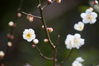 冬日读诗：李清照的6首梅花词，只有这首《年年雪里》分外耐读