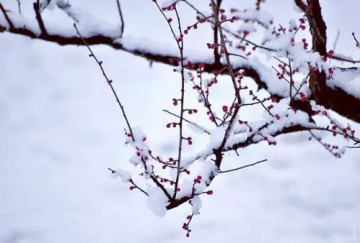 李清照的梅花词《渔家傲》：三处背景设计之高妙，堪比绘画高手