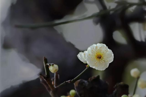 最美梅花词，写尽李清照不平凡的人生