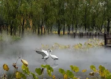 李清照埋怨丈夫迟迟未归，这两首词清奇梦幻，千古流传